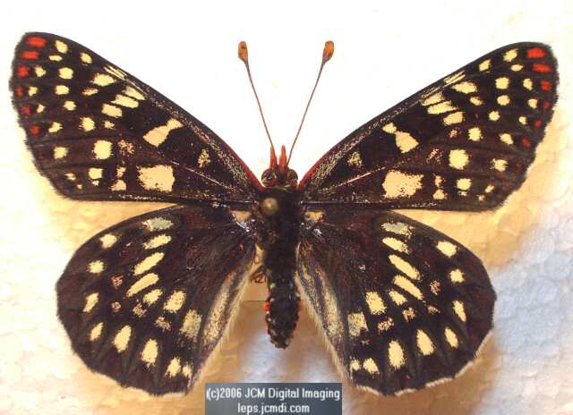 Chalcedon Checkerspot (Euphydryas chalcedona) mounted adult butterfly